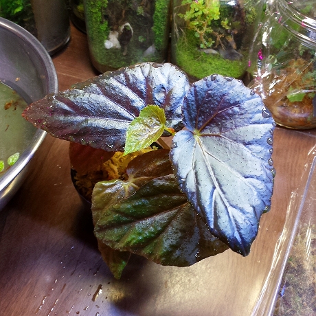 ベゴニア Begonia phoeniogramma – 熱帯植物.com